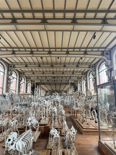 Inside a spacious historic museum gallery with large arched windows and an ornate ceiling structure, numerous animal skeletons and skulls are displayed on wooden plinths and stands. The skeletons include various species of mammals, arranged in rows along the length of the room. Some specimens are enclosed in glass display cases, while others are freely exhibited on the wooden bases. The room is well-lit with natural light streaming through the windows, highlighting the detailed bone structures. The high ceiling features intricate decorative elements, and the overall space suggests a setting used for educational or scientific purposes related to natural history. This scene illustrates the careful packing, handling, and transportation of museum exhibits, which Man With a Van Mayfair might assist with during complex removals or relocations involving delicate and valuable items like zoological displays.